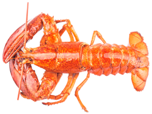 Norwegian Lobster